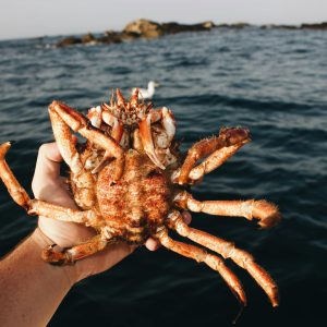 king crab