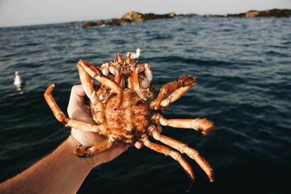 king crab